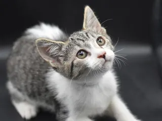 Mercury