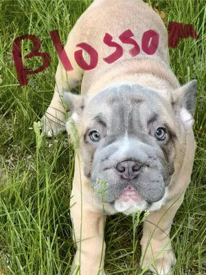 Blossom