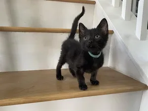 THOMAS