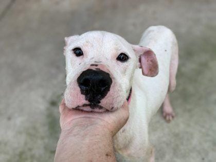 Ghost