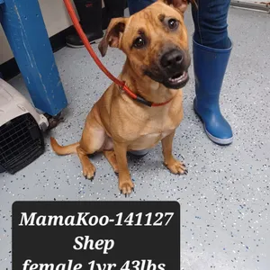 Mama Koo