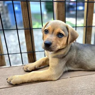 Carlo
