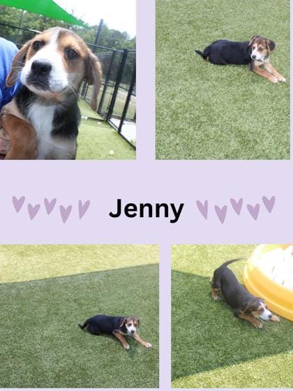 Jenny