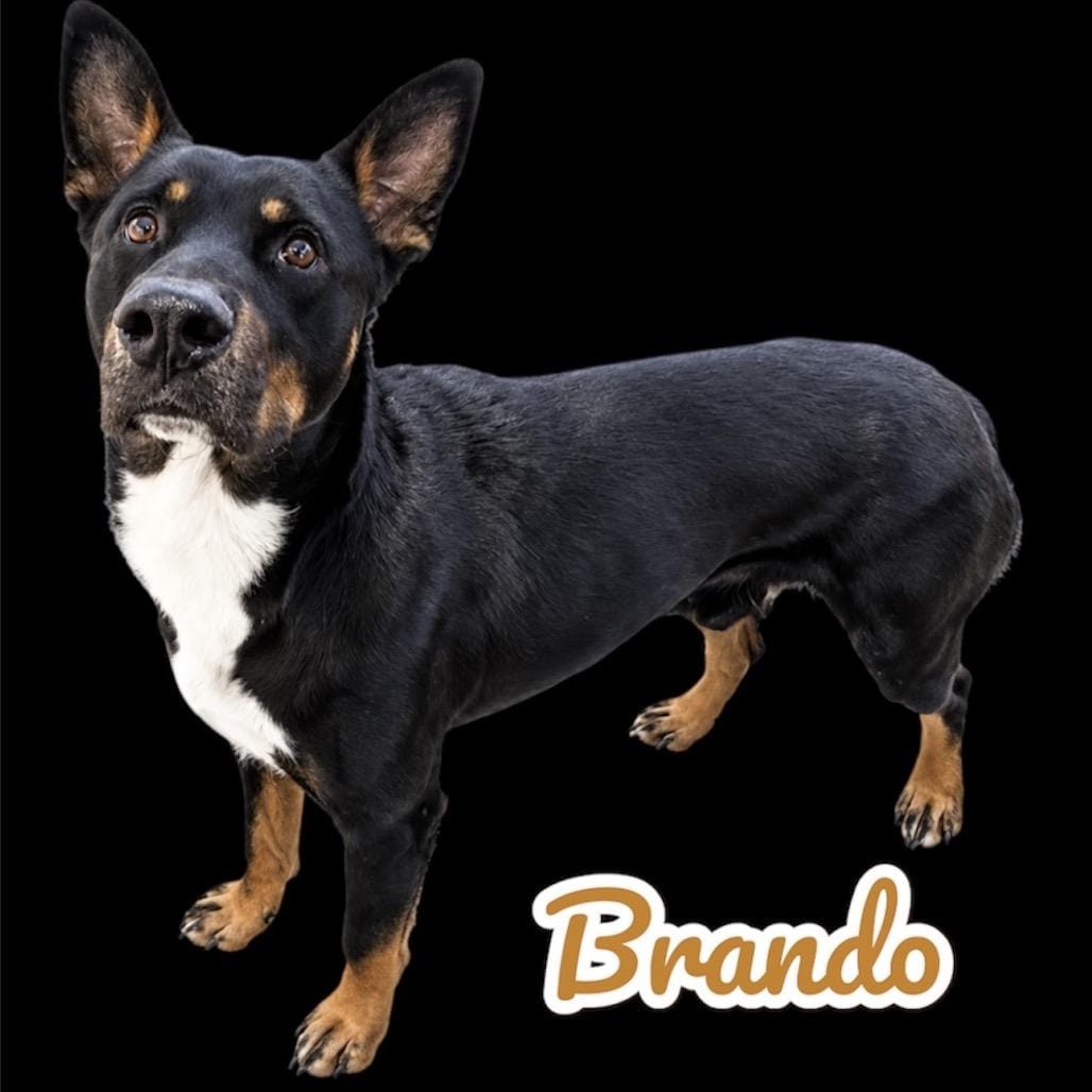 Brando