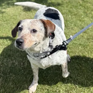 Violet *Foster to Adopt Me!