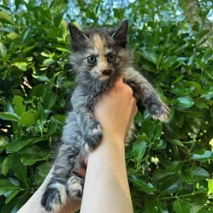 Paloma