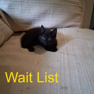 Sammy