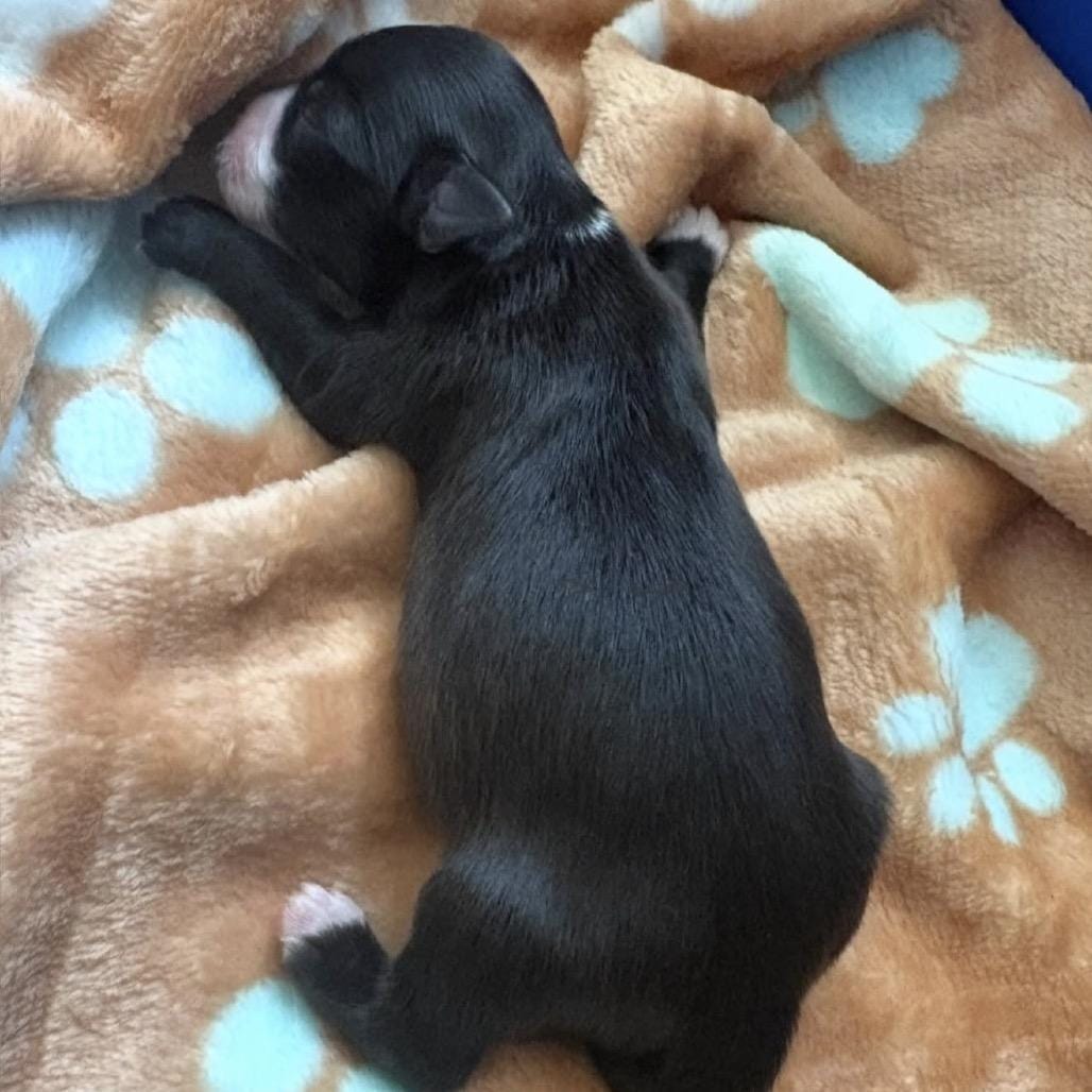 Cadbury