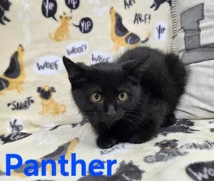 Panther