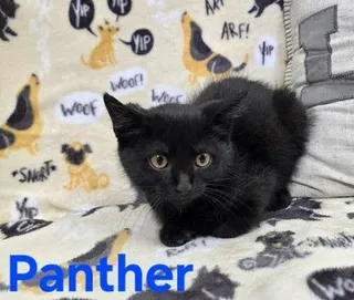 Panther