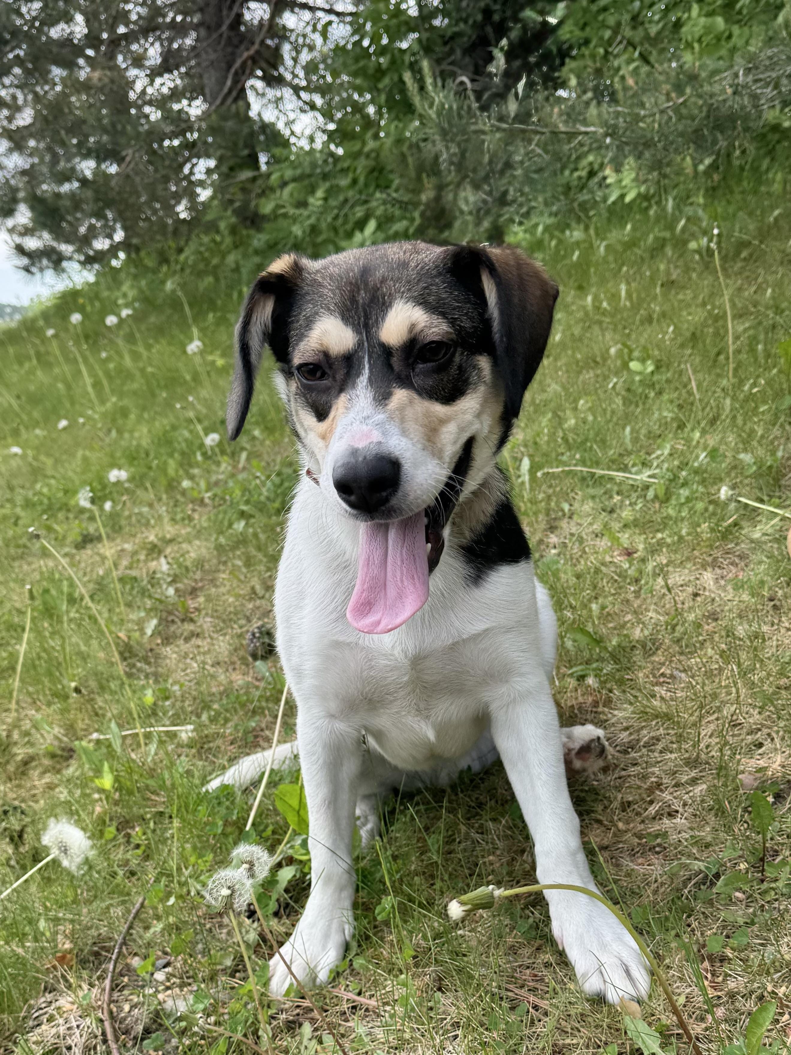 Otto