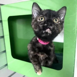 KATYA