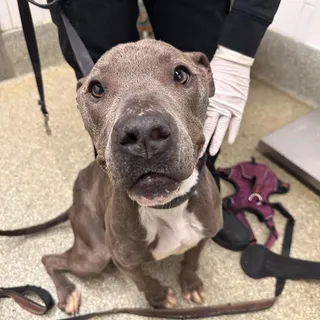 IVHS-Stray-139547
