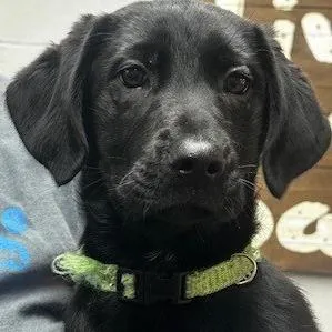 Bailey