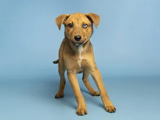 PENNY