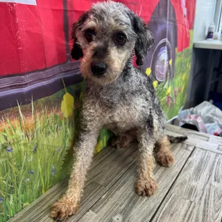 Georgie