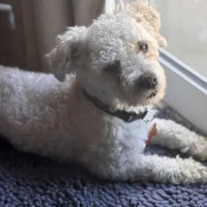 Rupert
