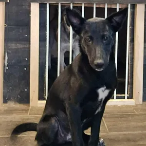 Luna Tuna ML