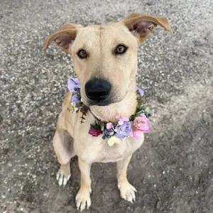 Stella