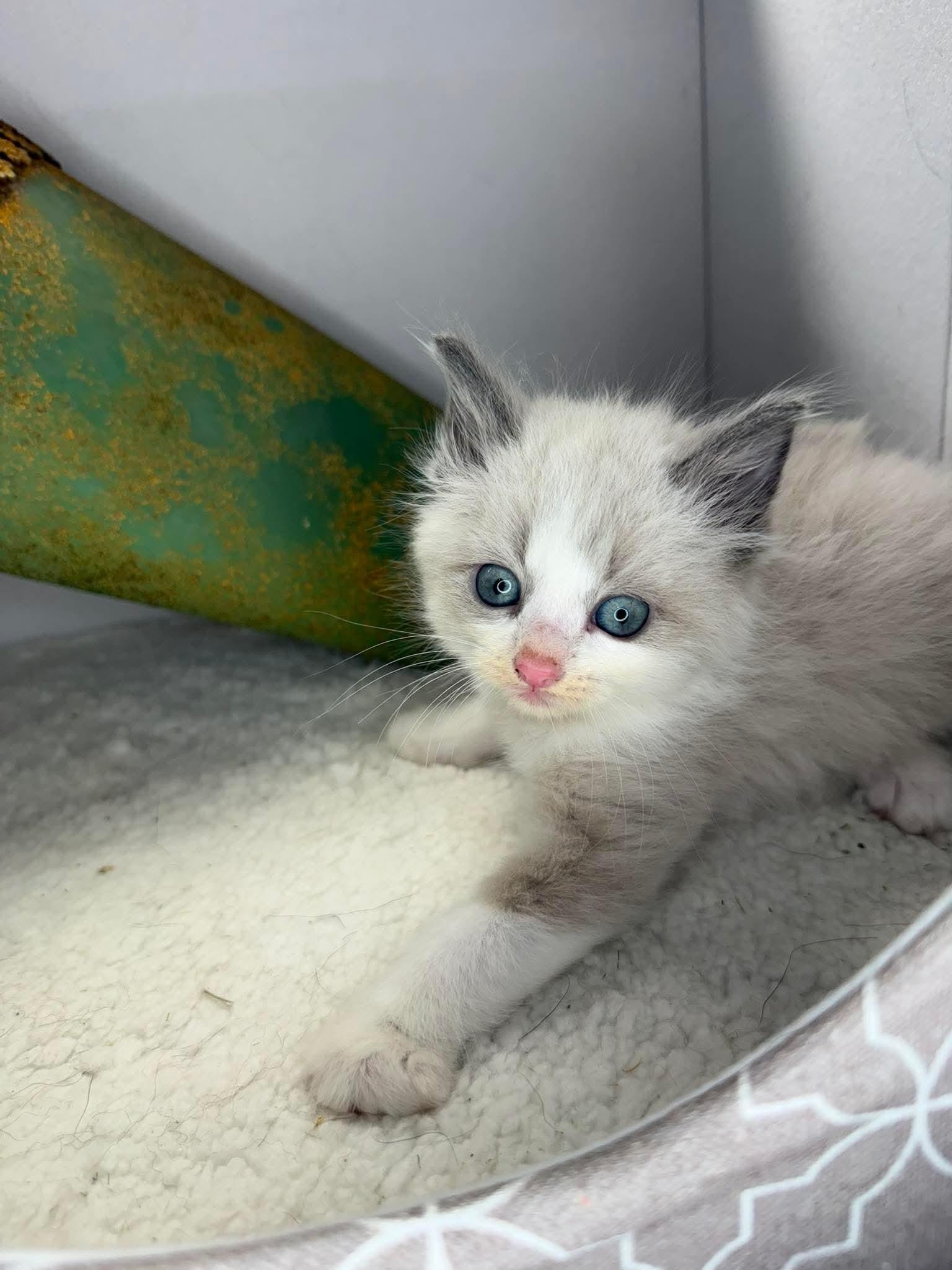 William - Sweet and affectionate