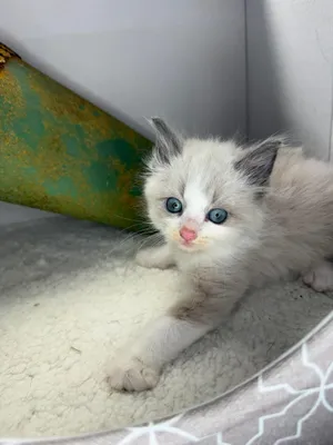 William - Sweet and affectionate