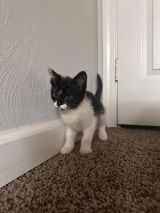 Greta ( Nicole)