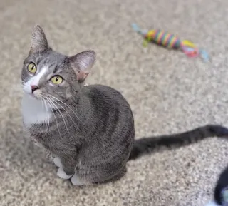 Frosty McMittens