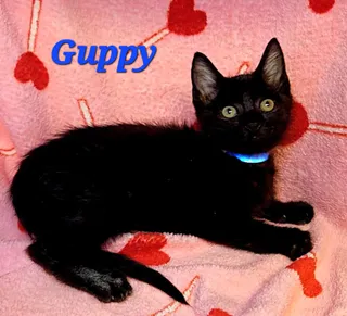 Guppy