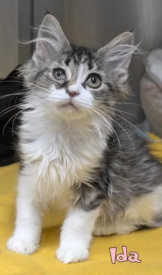 Ida