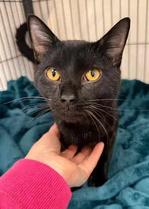 Vader
