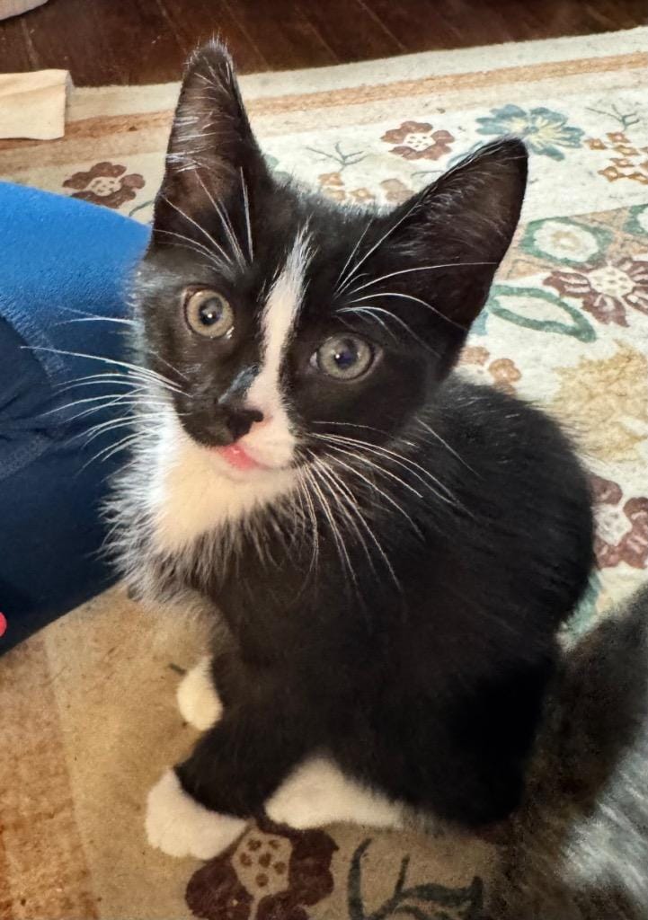 Zorro
