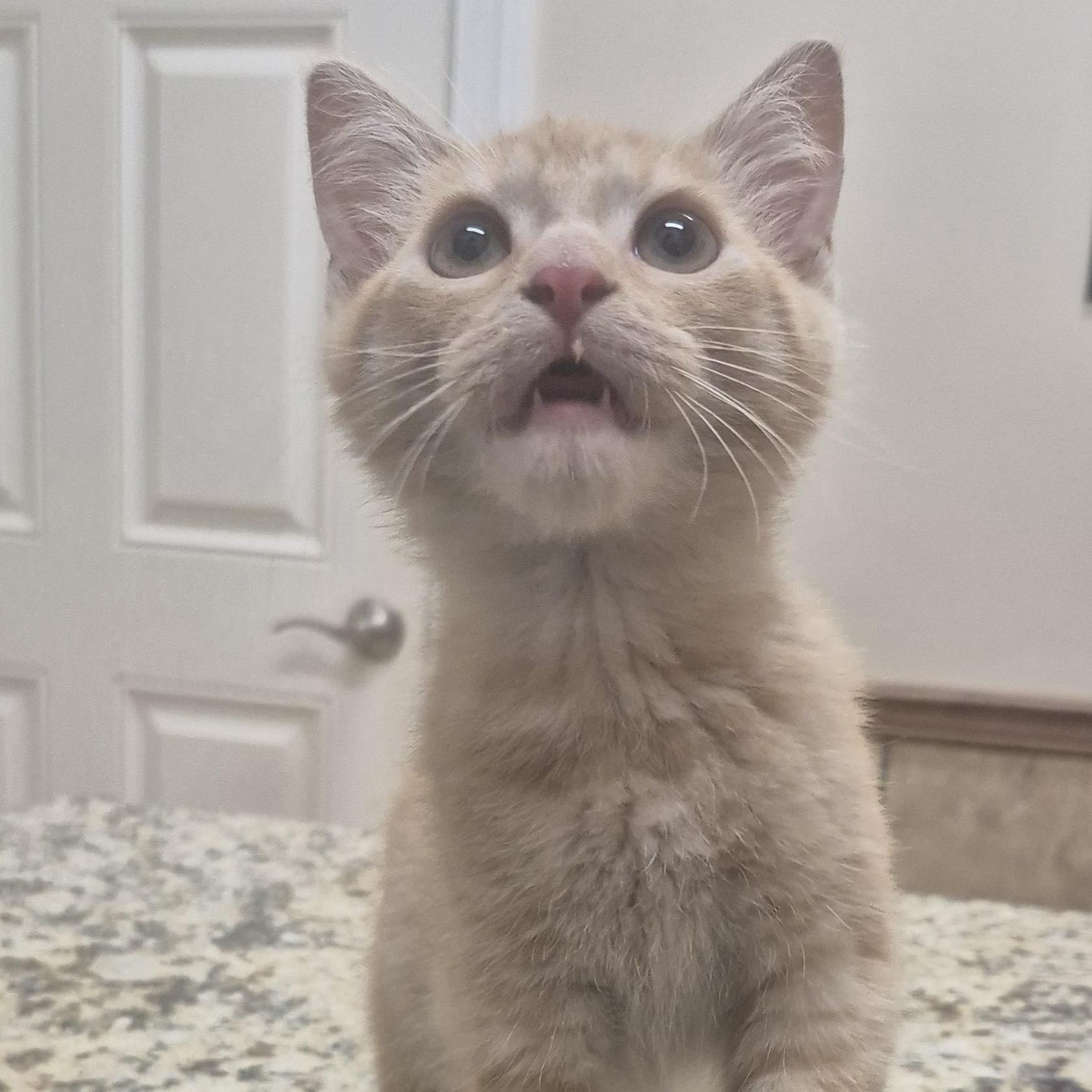 KITTEN Winkin (Male) -- VISIT ME AT CRABAPPLE KNOLL VET CLINIC