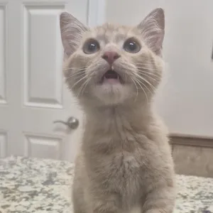 KITTEN Winkin (Male) -- VISIT ME AT CRABAPPLE KNOLL VET CLINIC