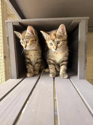 **Cat Cafe** Big Spoon