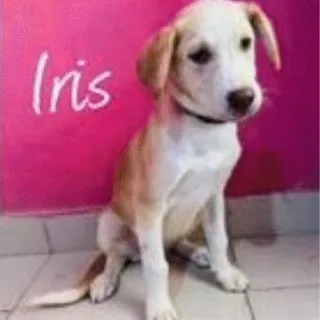 Iris