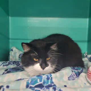 Oscar