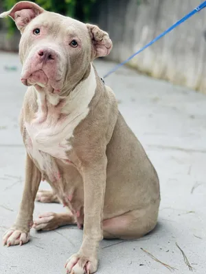 Rescue Only- AC-4629 