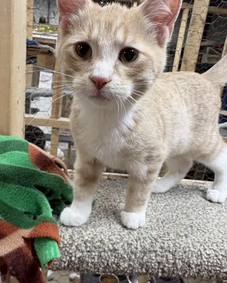 Merlin
