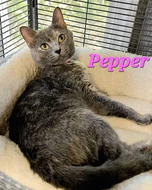 Pepper
