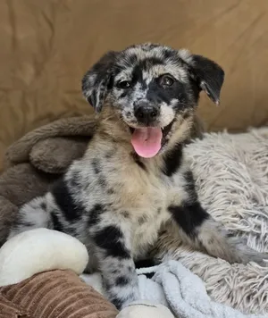 Rockie
