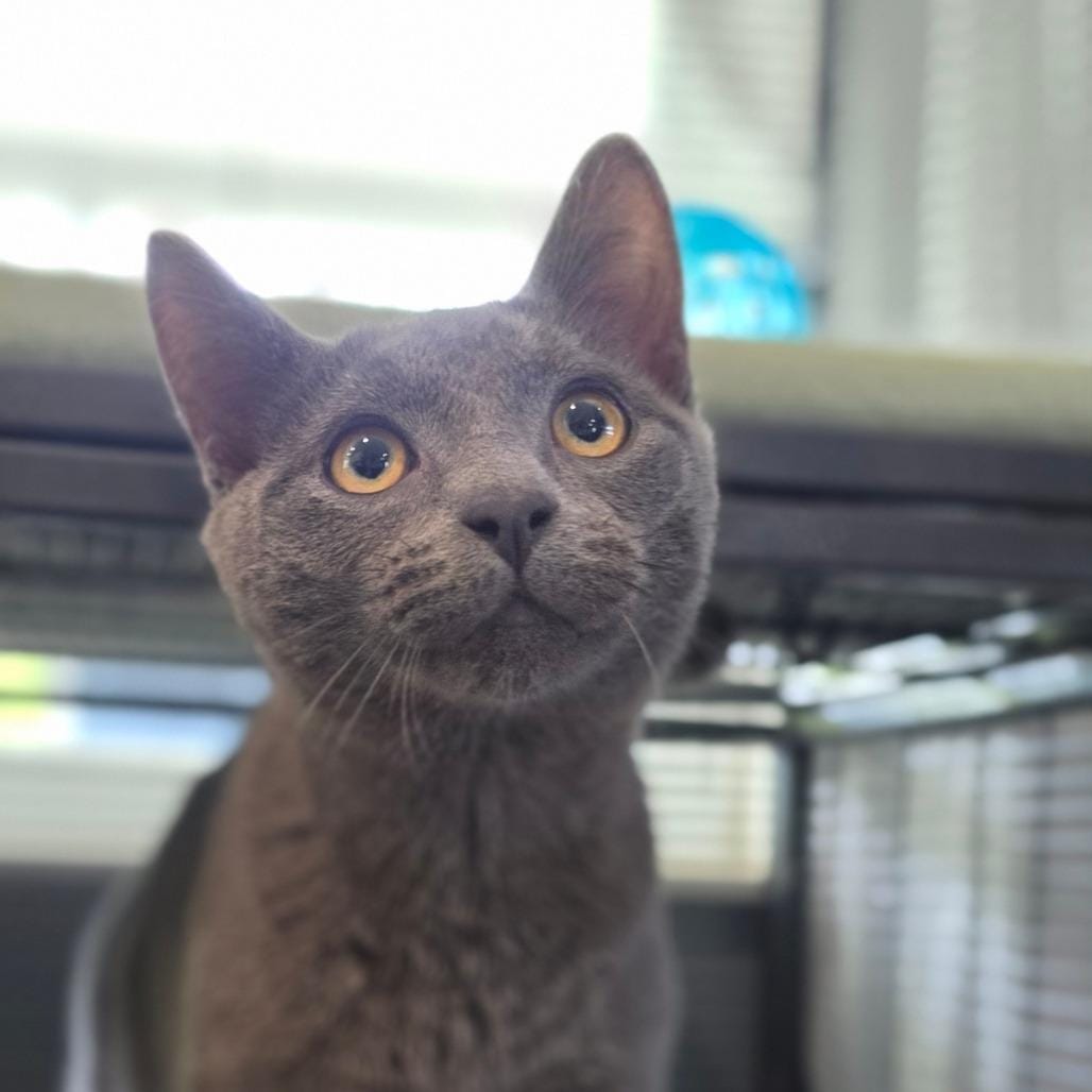 Logan @ Petco