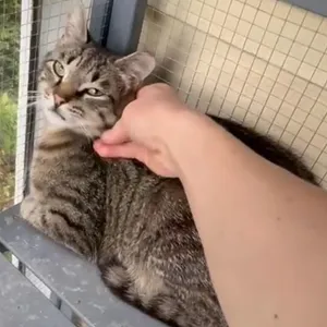 Clyde