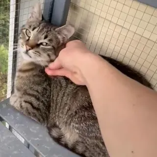 Clyde