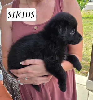 Sirus
