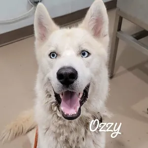 Ozzy