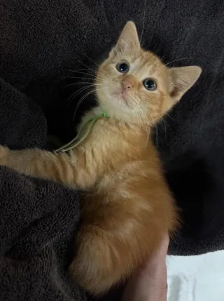 Mr. Green