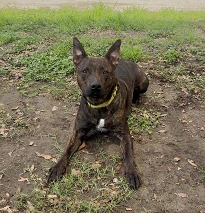 94227A Tyson - VIP
