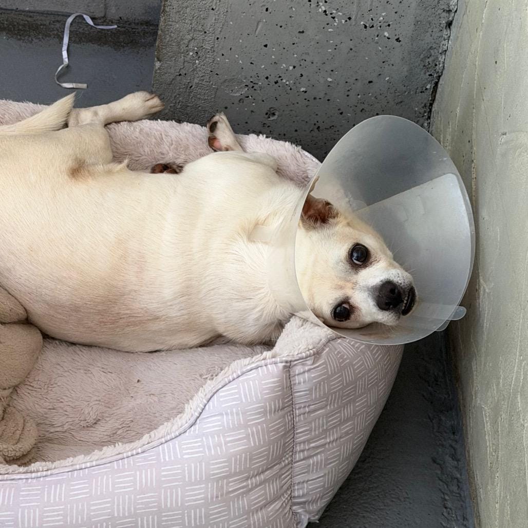 Burrito