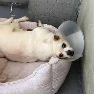 Burrito