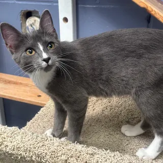 Minette